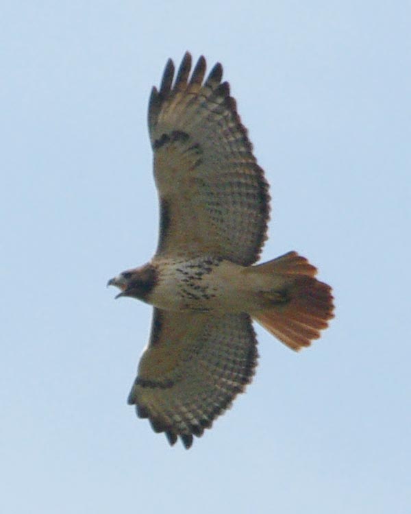 Red-tailed hawk talking