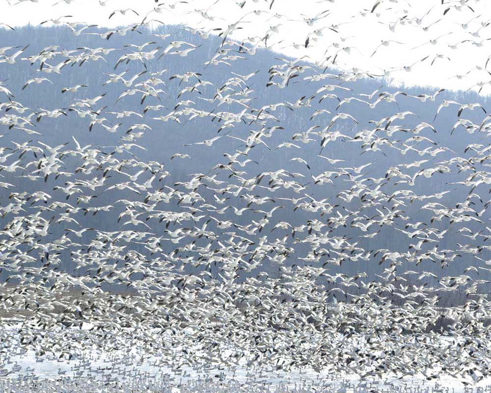 Snow geese swarm
