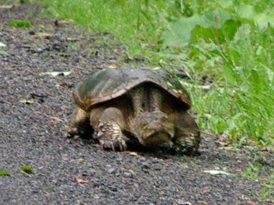 Common snapping turtle mom