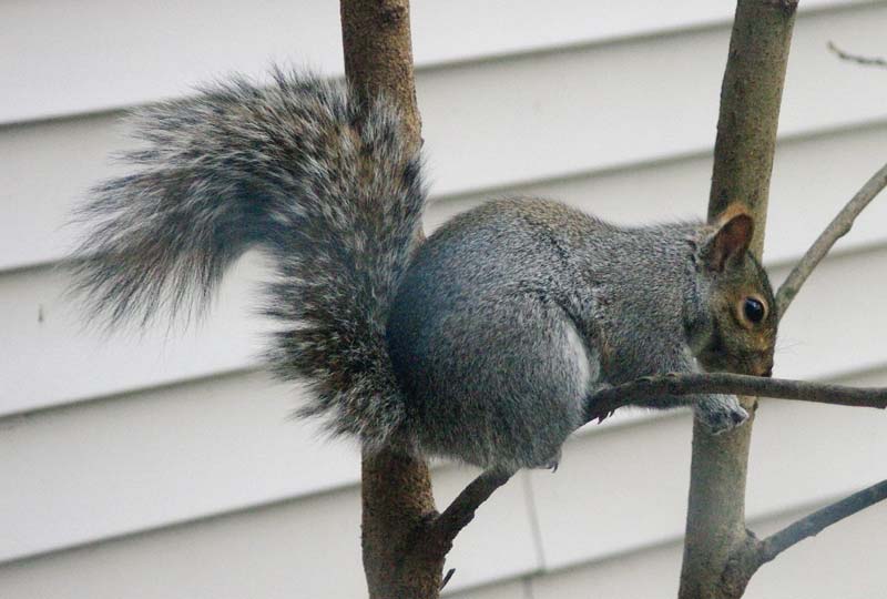 Spot enjoying a peanut