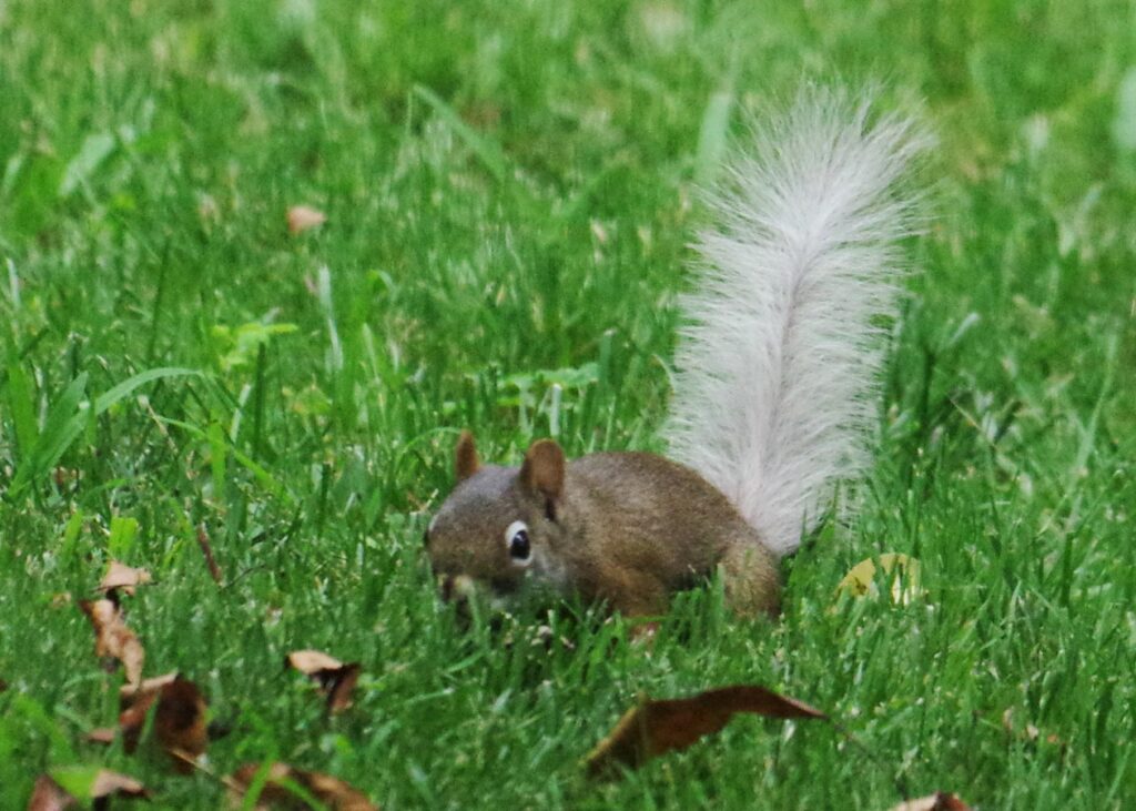 white-tail red