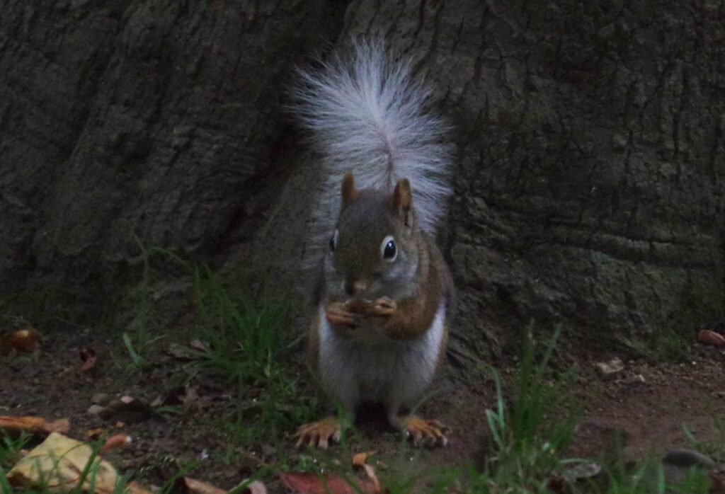 white-tail red