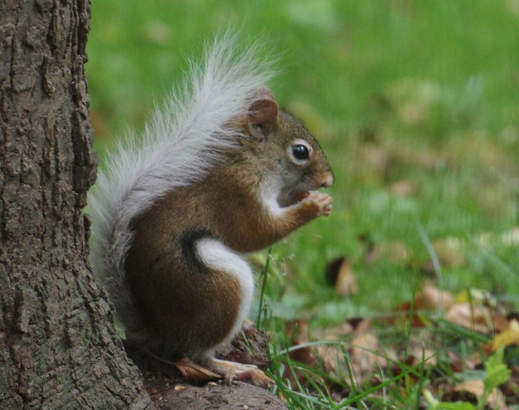 white-tail red right