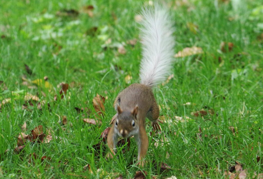 Incoming white-tail