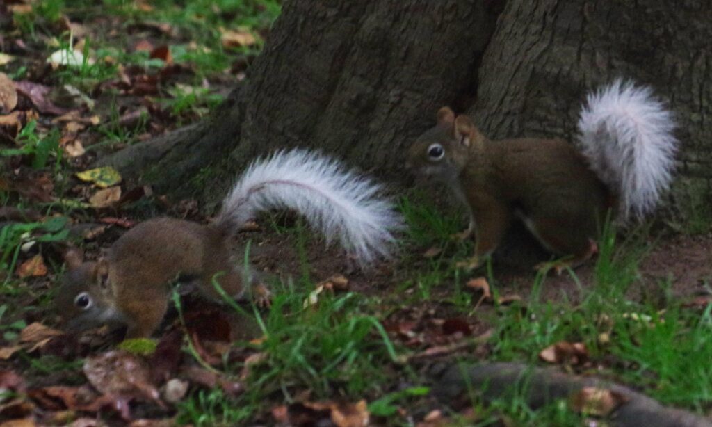 2 white-tail reds
