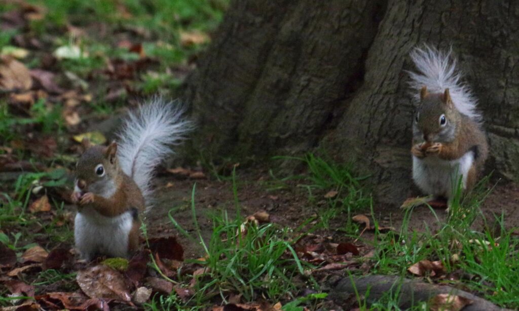 2 white-tail reds