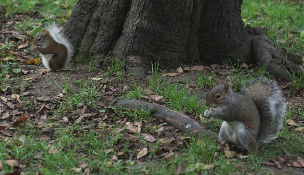 white-tail and gray