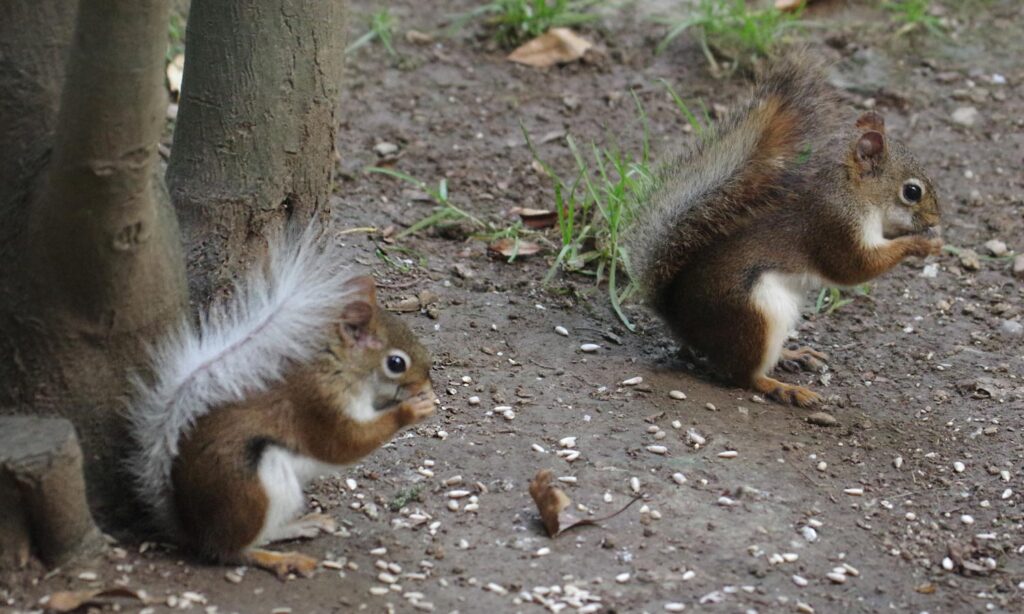 white-tail and red