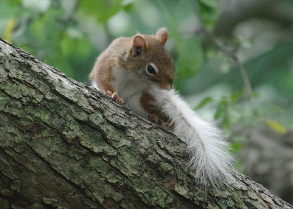 white tail grooming