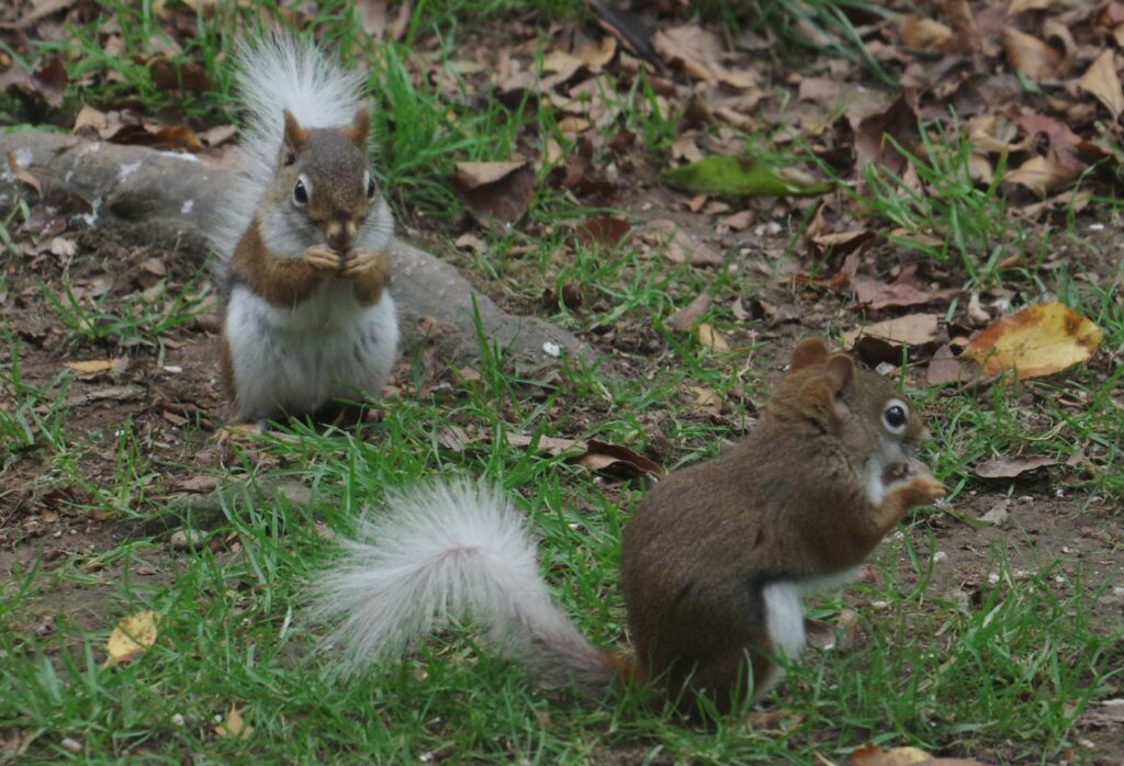 2 white-tail reds