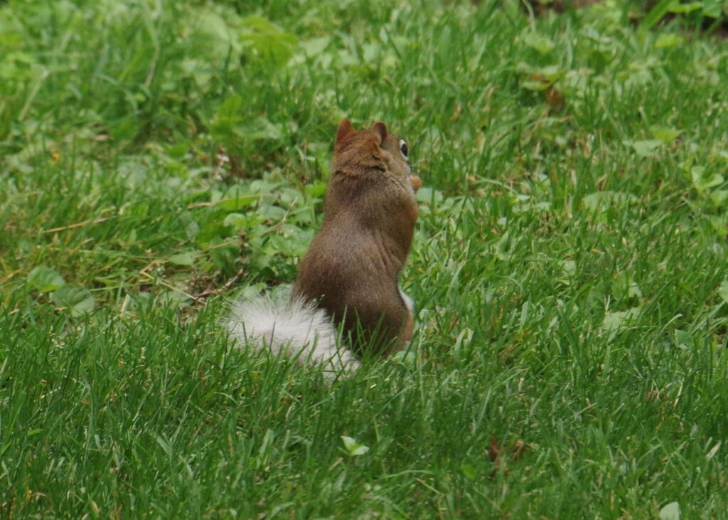 shy white-tail