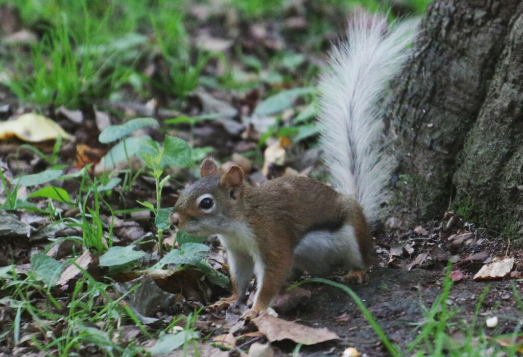 white-tail
