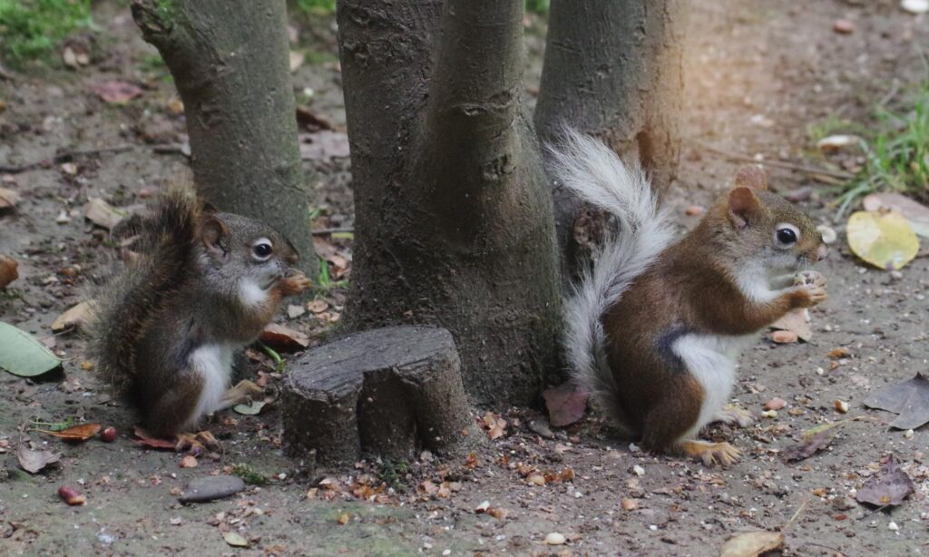 baby red n white-tail