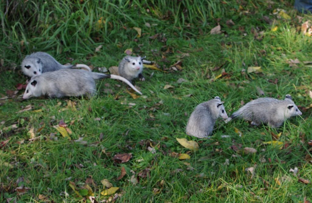 possums milling