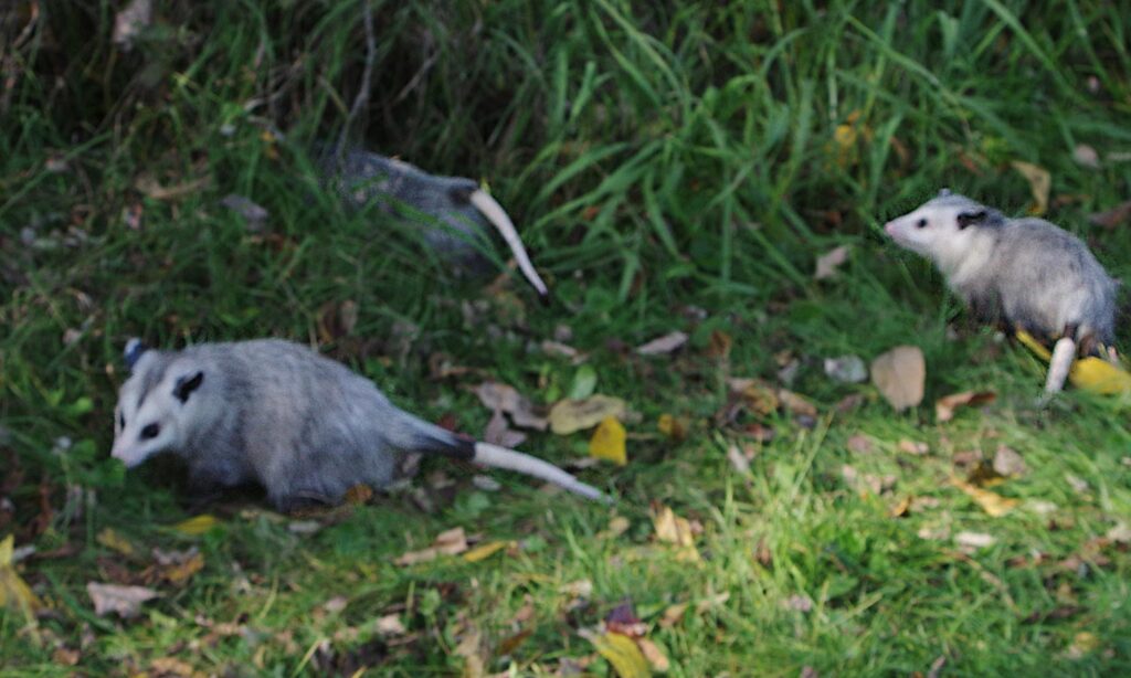 possums disappearing
