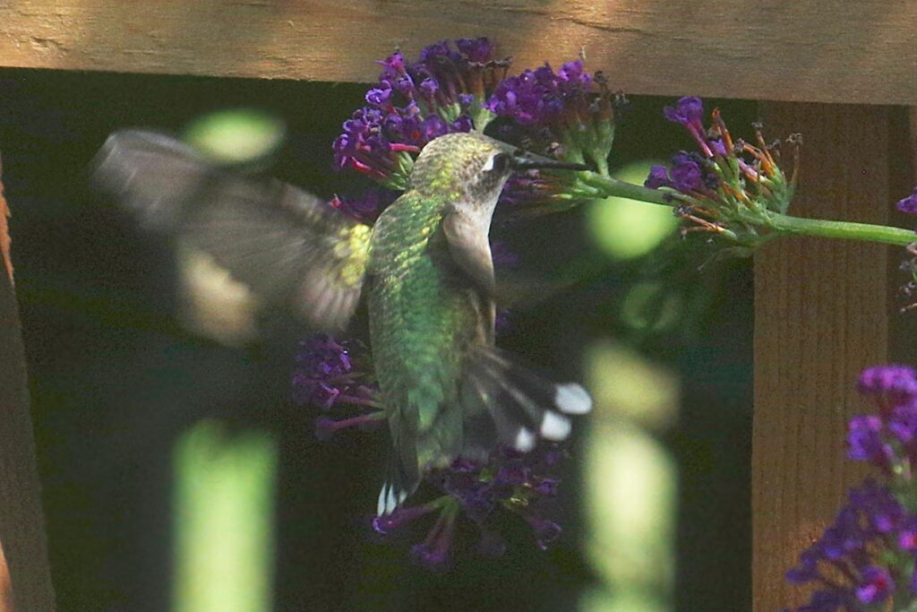 hummingbird