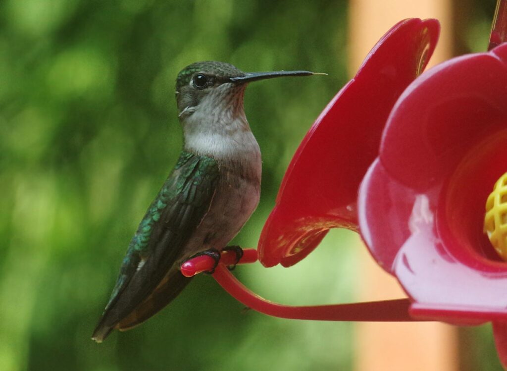 hummginbird