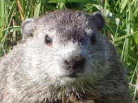 A groundhog
