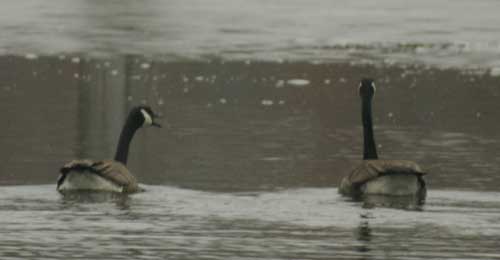 Canada geese - parent and child
