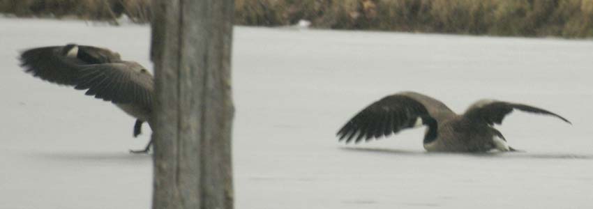 Canada geese - the escape