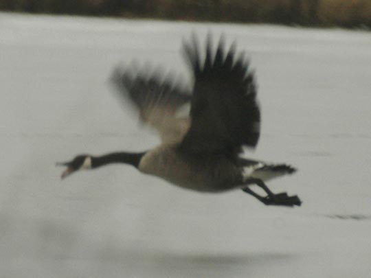 Canada geese - flying pursuit