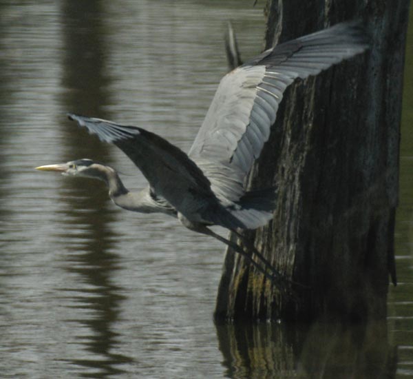 Great blue heron, initial flight