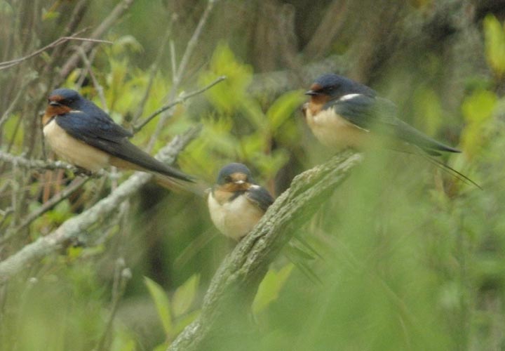 Three barn swallows