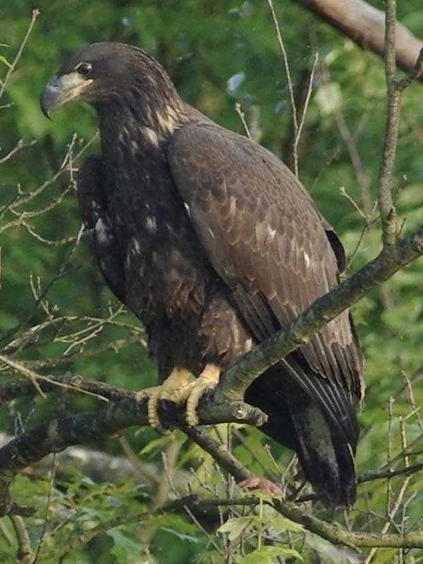 Bald eaglet (or immature bald eagle)