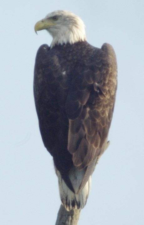 Bald eagle, basic v