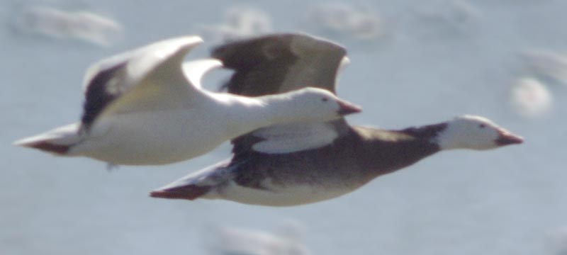 Snow goose and blue snow g00se flying side by side