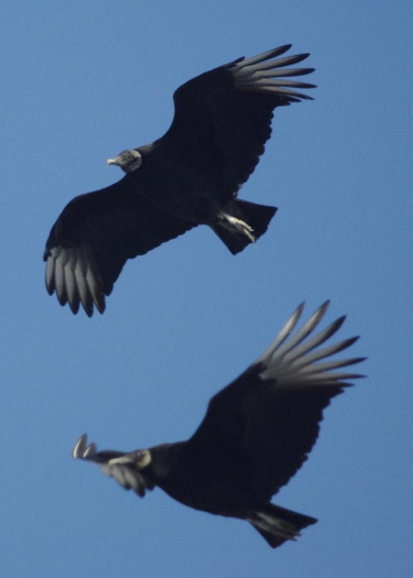 Two black vultures flying
