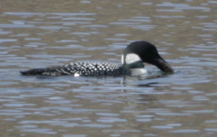 Common loon with snack