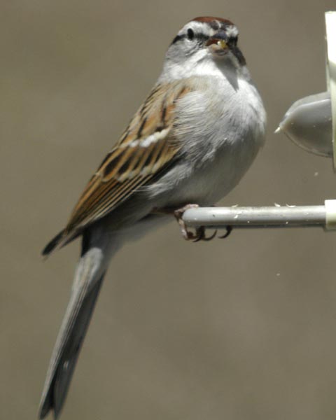Chipping sparrow, three-quarter view