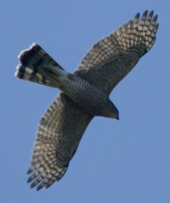 Cooper's hawk overhead