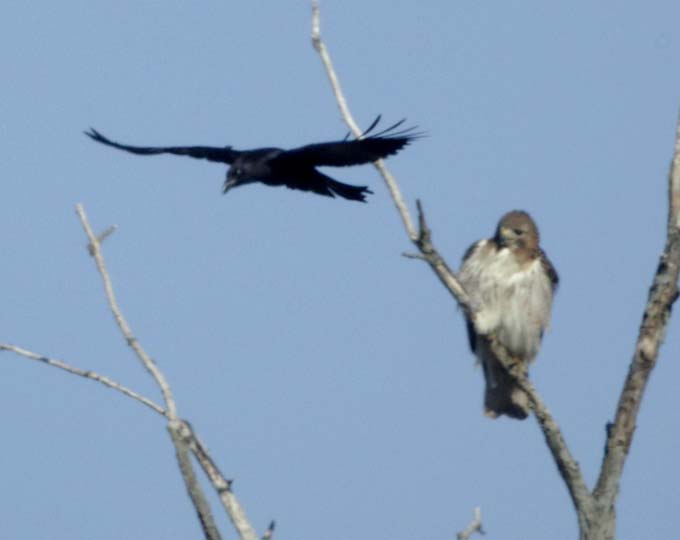 Crow diving on hawk