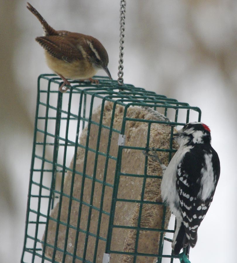 Carolina wren and Mr. downy woodpecker