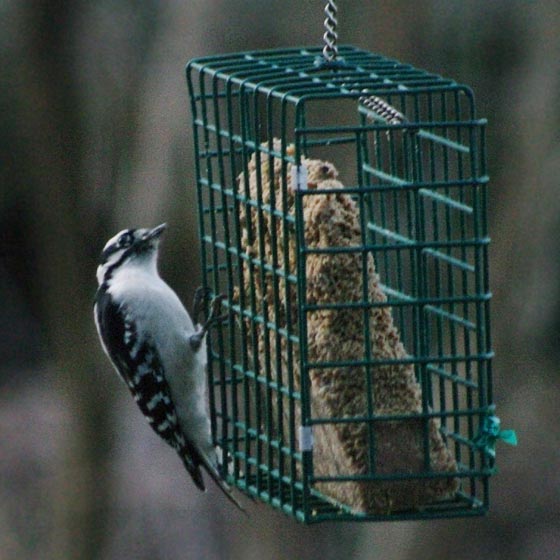 Downy woodpecker (female) on the large suet