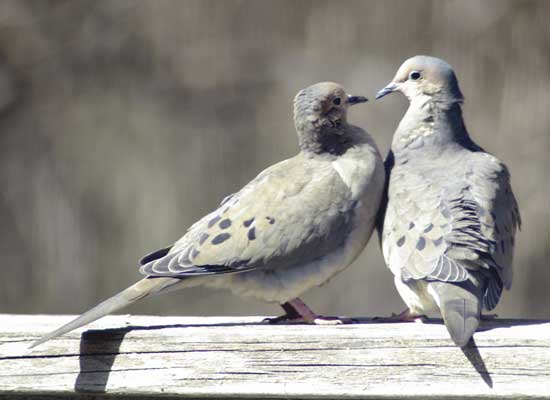 Mourning doves looking at each other