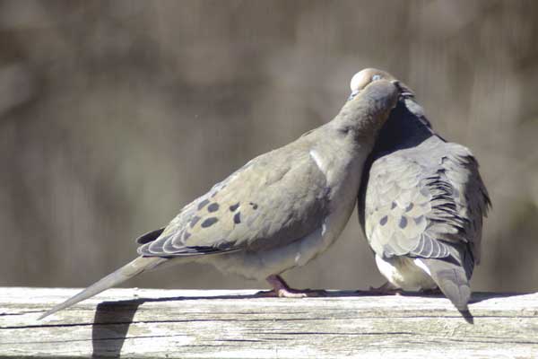 Mourning doves necking, part 1