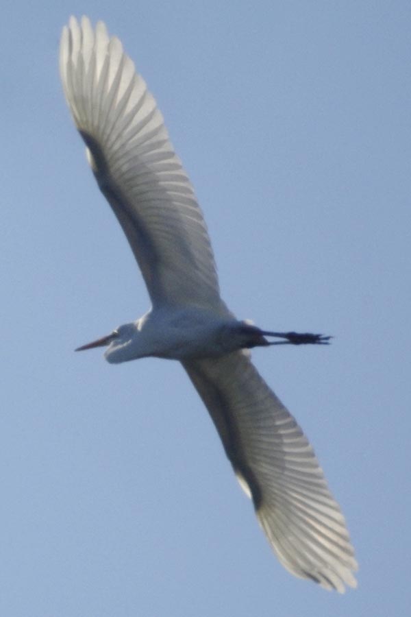 Amazing wingspan of a great egret