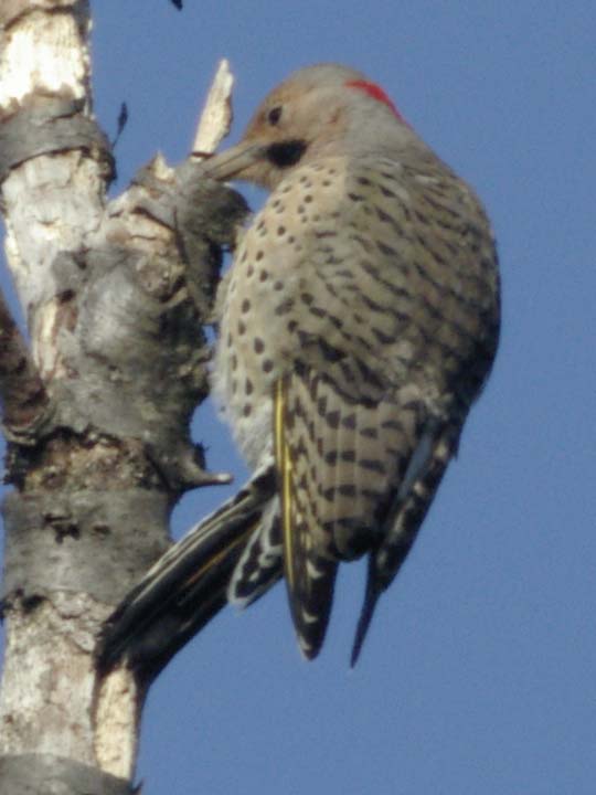 Yellow-shafted flicker