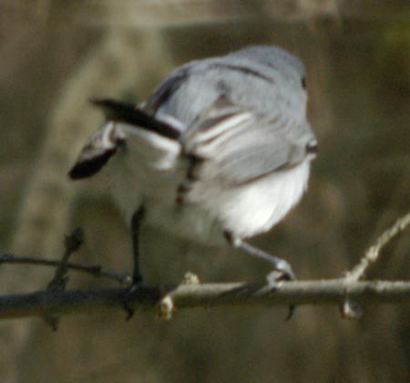 blue-gray gnatcatcher rear