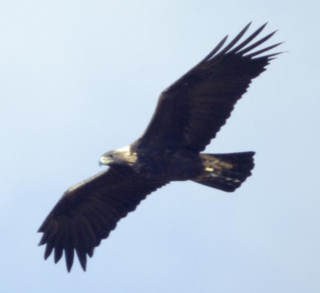Immature golden eagle