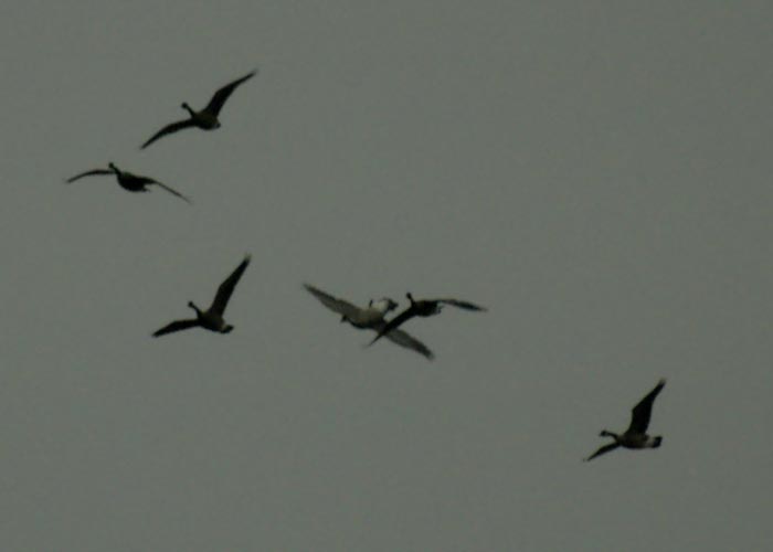 Canada geese - the collision