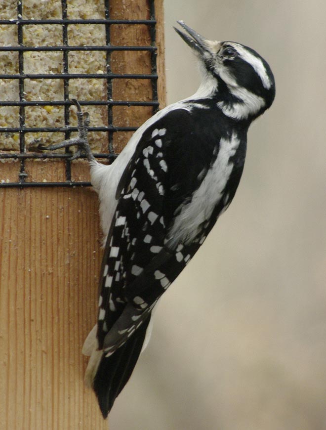 Female hairy woodpecker