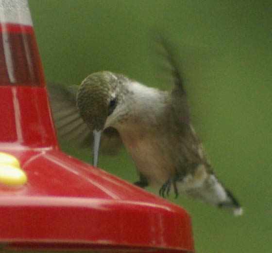 Hummingbird sipping