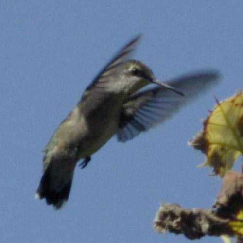 Ruby-throated hummerbird in flight