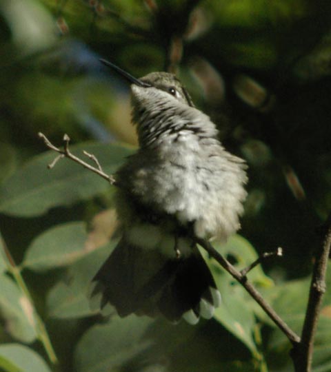 Fluffy: a ruby-throated hummingbird