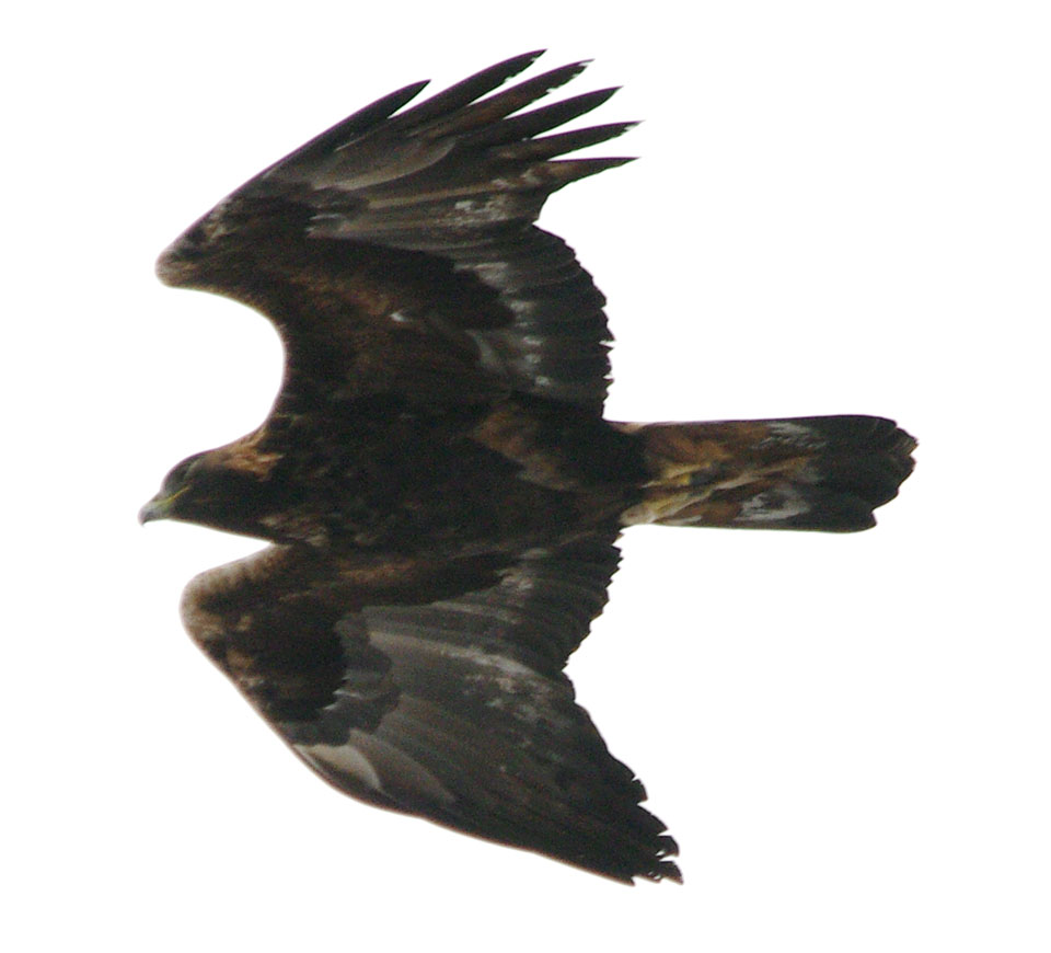 Golden eagle overhead