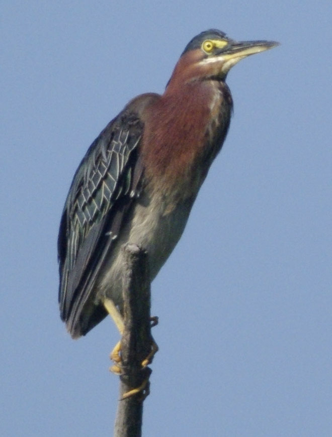 Green heron feeling troubled or uptight